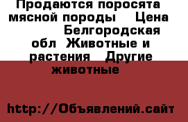 Продаются поросята  мясной породы. › Цена ­ 4 500 - Белгородская обл. Животные и растения » Другие животные   